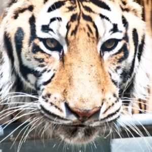 Anna the Tiger (Exotic Feline Rescue Center)