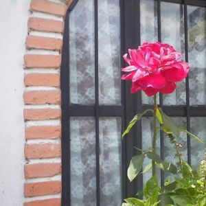A red rose grows in a window box