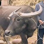 One musician found out what it would mean to give a family a water buffalo
