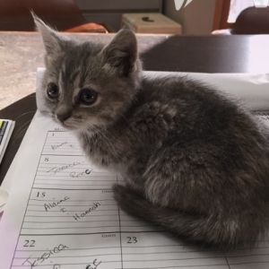 A small grey kitten curls up on a desk calendar