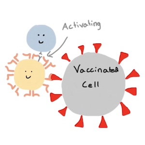 A drawing of a vaccinated cell encounters other cells.