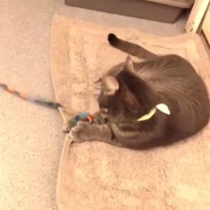 A grey cat playing with string rests on a pet mat