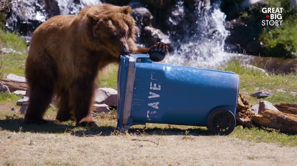 A bear examines a blue plastic trash container similar to a recycling bin