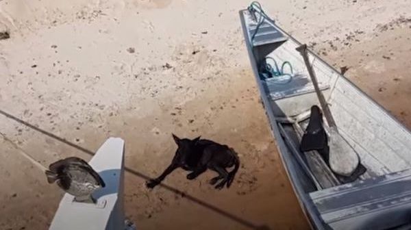 skinny black dog on a beach