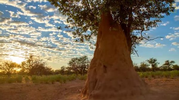 left side is a very large termite mound; right side is model of an 8-story building