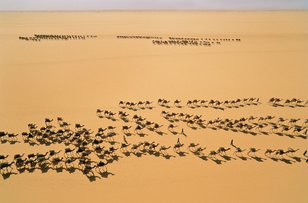 multiple animals on a grassland, seen from above