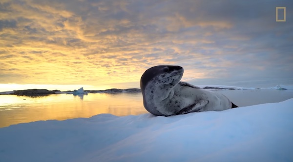 A sunset above an ocean, with large chunks of ice floating in the water.