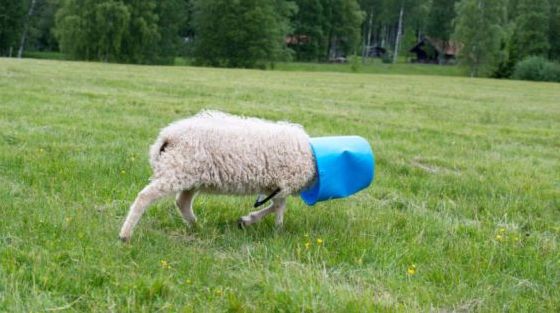 A lamb in a green field moves forward with a plastic blue bucket over its head