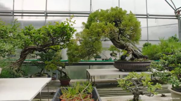 Elderly woman with Japanese bonsai tree