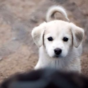 A white puppy stares at the camera