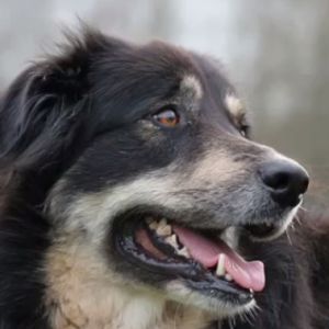 A brown and black dog stares off camera, panting its tongue