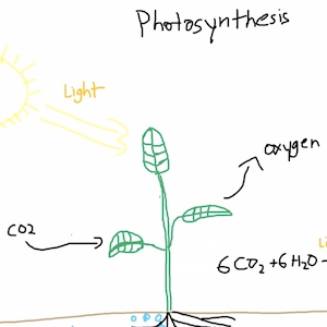 A drawing shows sunlight coming into a plant and oxygen, along with other things, is created.