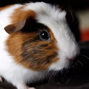 A close image shows the head of a brown and white guinea pig