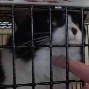 A finger pets under the chin of a cat in a pet carrier